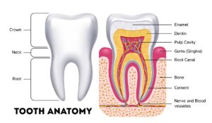Tooth Enamel