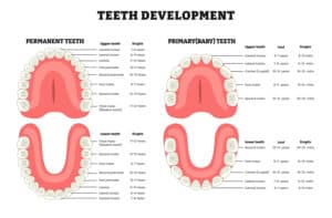 teeth Development